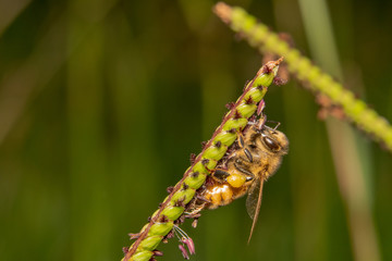 Light brown orange hair jumping spider sitting on an orange curved leaf, big eyes and looking at the camera curiously