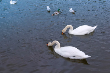 River with beautiful white swans and ducks in the water.