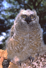 Great Horned Owl (Bubo Virginianus)