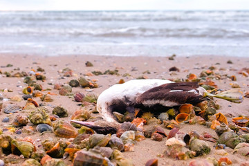 Dead bird among the rapan shells on the sandy sea beach after storm.