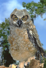 Great Horned Owl (Bubo Virginianus)