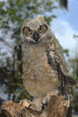 Great Horned Owl (Bubo Virginianus)