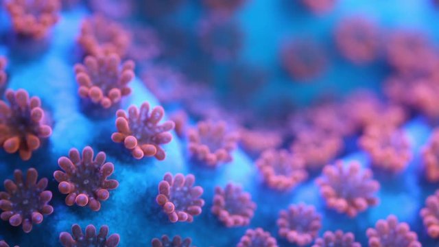 Superman Montipora Coral Polyp Opening Macro Timelapse HD