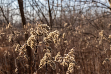 Winter shore of the Vistula, Krakow, Poland