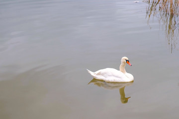 Sick white Swan with a crooked neck swims in the lake with dirty water.