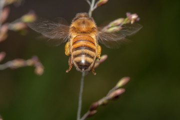 Honey bee shot from behind flying toward flowers in search of nectar. Bee flying away and hovering in the air