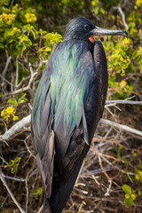 The back of Frigate Bird sitting on a branch in the Galapagos Islands