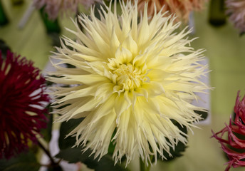 prize winning flowers