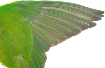 Beautiful wing parrot feather isolated on white background  © nadtytok28