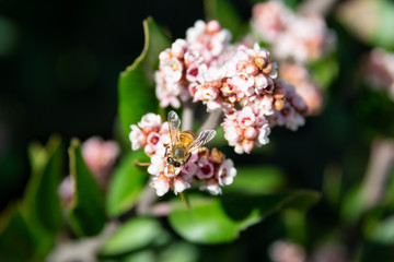 Bee extracting honey from white and pink flowers, close-up image