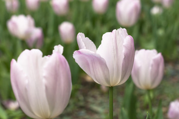 Obraz premium A tulips field in the sunny spring day