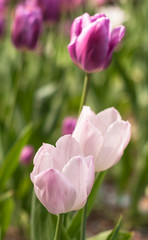 A tulips field in the sunny spring day