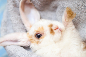 Lop ear little Red and white color rabbit, 2 months old, bunny on grey background -animals and pets concept