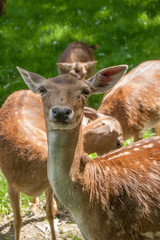Damhirsche (Dama dama)