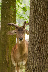 Damhirsch (Dama dama) zwischen Bäumen