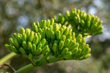 Agave americana (Century plant) - cluster buds about to start blooming