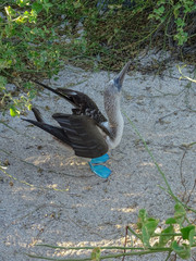 A single blue footed booby in a mating dance pose