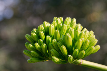 Agave americana (Century plant) - cluster buds about to start blooming
