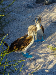 Two Blue Footed Boobies doing a mating dance