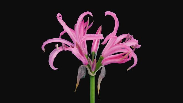 Time-lapse of opening pink nerine lily 4d1 in PNG+ format with ALPHA transparency channel isolated on black background