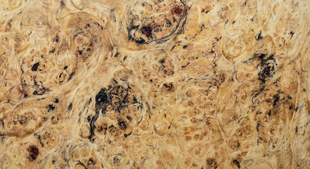 Mable burl wood striped exotic wooden beautiful pattern for crafts or abstract art background 