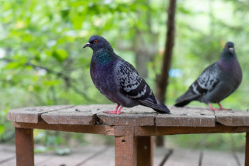 two pigeon bird sitting on wooden table for feeding birds