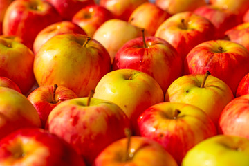 Many red and yellow apples, colorful background