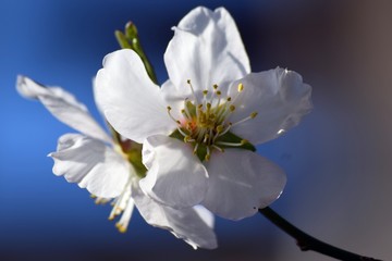 Mendal flower  on a branch on natural background