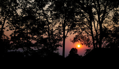 Sunset in the forest