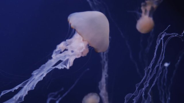 Jellyfish Move In The Water On A Blue Background