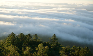 Overwhelmed fog over a green pine forest in a morning