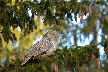 The Ural owl (Strix uralensis) in natural habitat