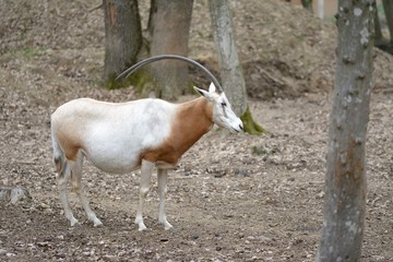 Scimitar oryx (Oryx dammah), also known as the Sahara oryx or scimitar-horned oryx