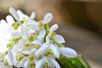 Snowdrops bunch on wooden background