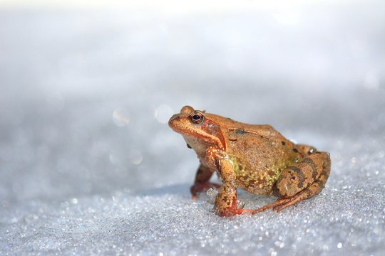 Common Frog (Rana Temporaria)