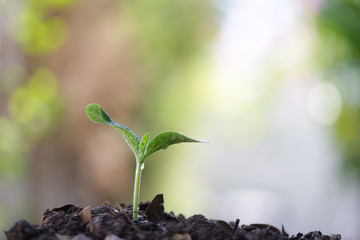 Growing green sapling tree plant