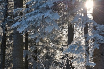 Winter bright background with snowy pine branches in the sun