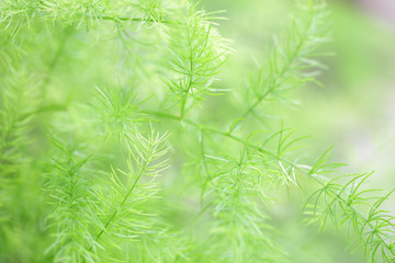 Delicate fern leaves 