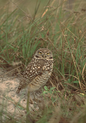 Burrowing Owl (Athene Cunicularia)