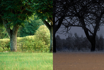 Obraz premium Collage climate change. Green Park and dried trees.