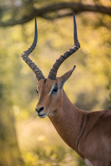 The head, neck and shoulders of a male Impala in Umkhuze Game Reserve, Isimangaliso Wetland Park,...