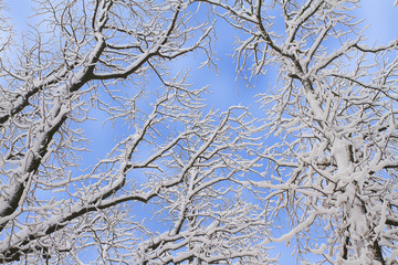 Fototapeta na wymiar Winter background of snowy tree branches against blue sky. Trees covered with snow