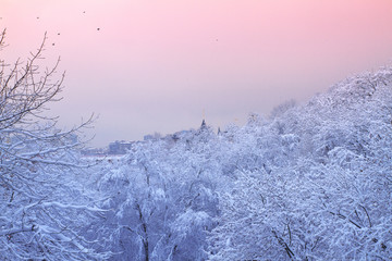 Winter background with snowy trees. Beautiful winter landscape with  trees covered with snow  in park during sunrise