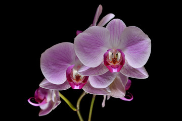 Obraz na płótnie Canvas orchid on black background