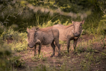 Two young warthogs stand in a clearing in Umkhuze Game Reserve, Isimangaliso Wetland Park, South Africa