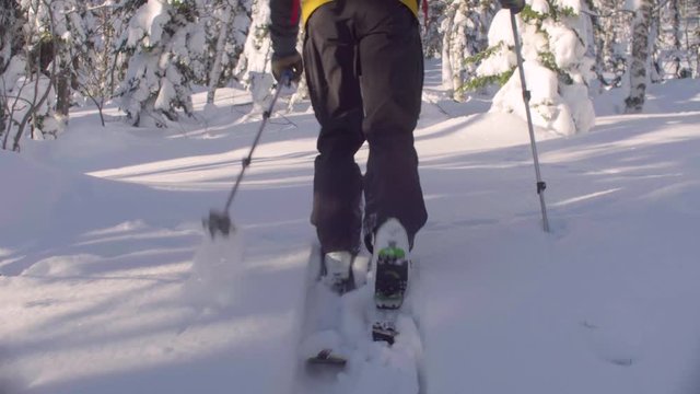 Dolly shot skitour in Siberia. Legs of a man skiing in a snowy forest, rear view.