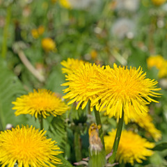 Blühender Löwenzahn, Taraxacum