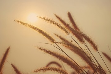 Colorful grass at sunset It looks natural and breezy suitable for background wallpaper design. 
