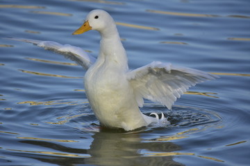 Pato Domestico o Blanco