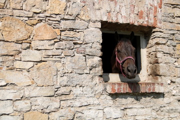 Koń wyglądający przez okienko.